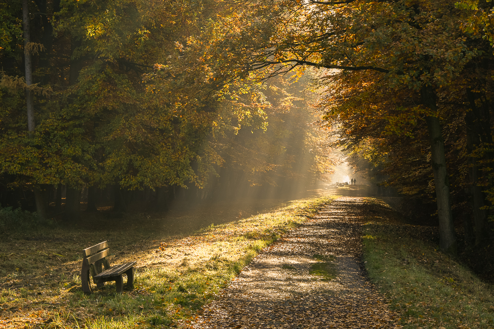 Golden Light