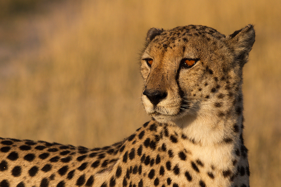 Golden Light Gepard