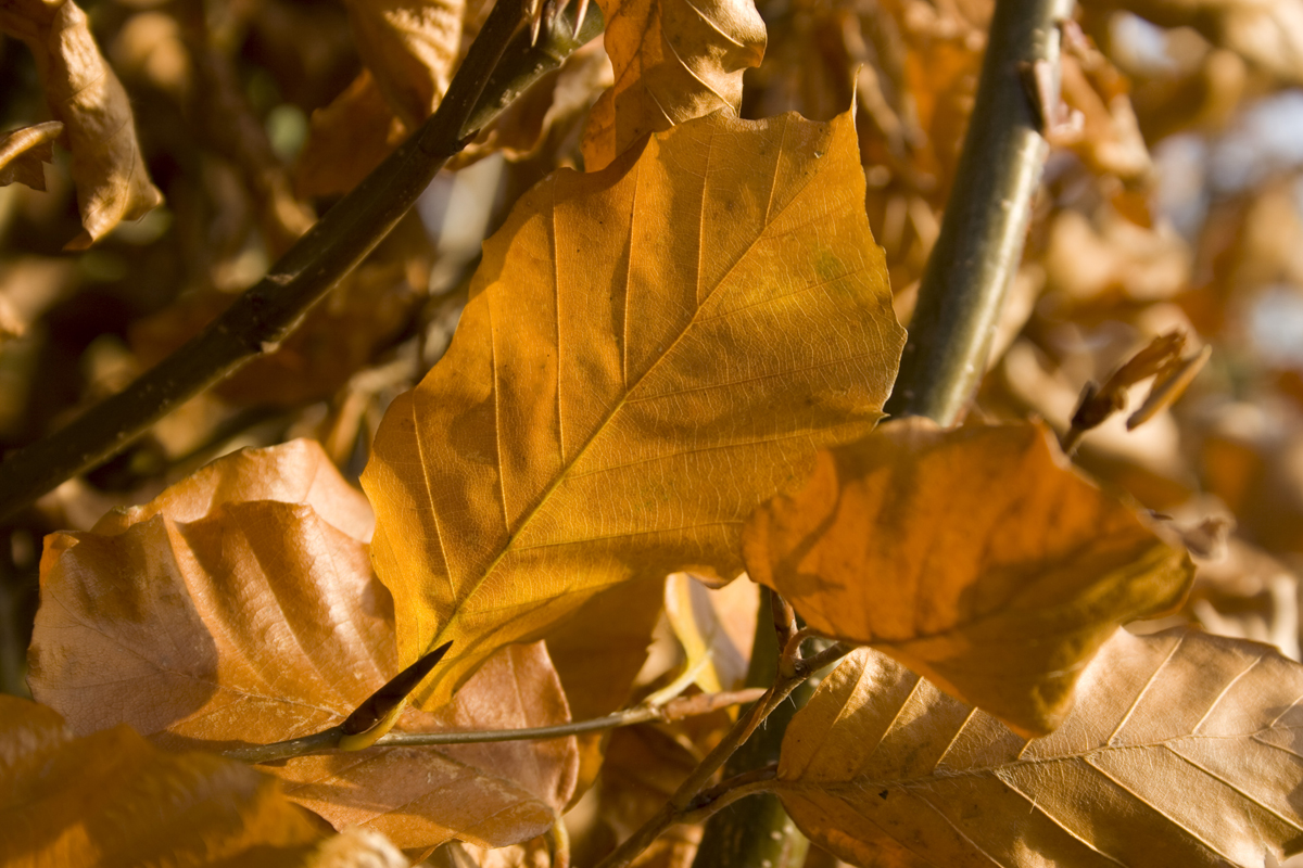 Golden light in autumn