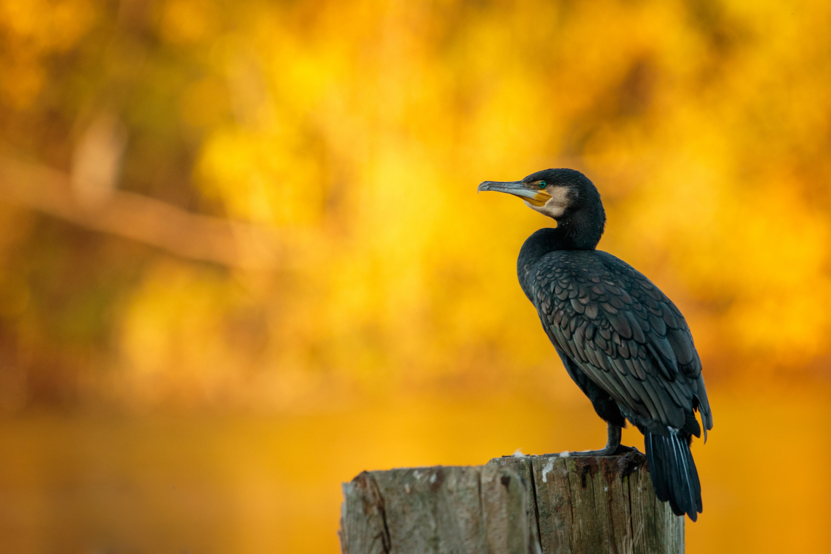 Golden light Kormoran 