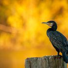 Golden light Kormoran 