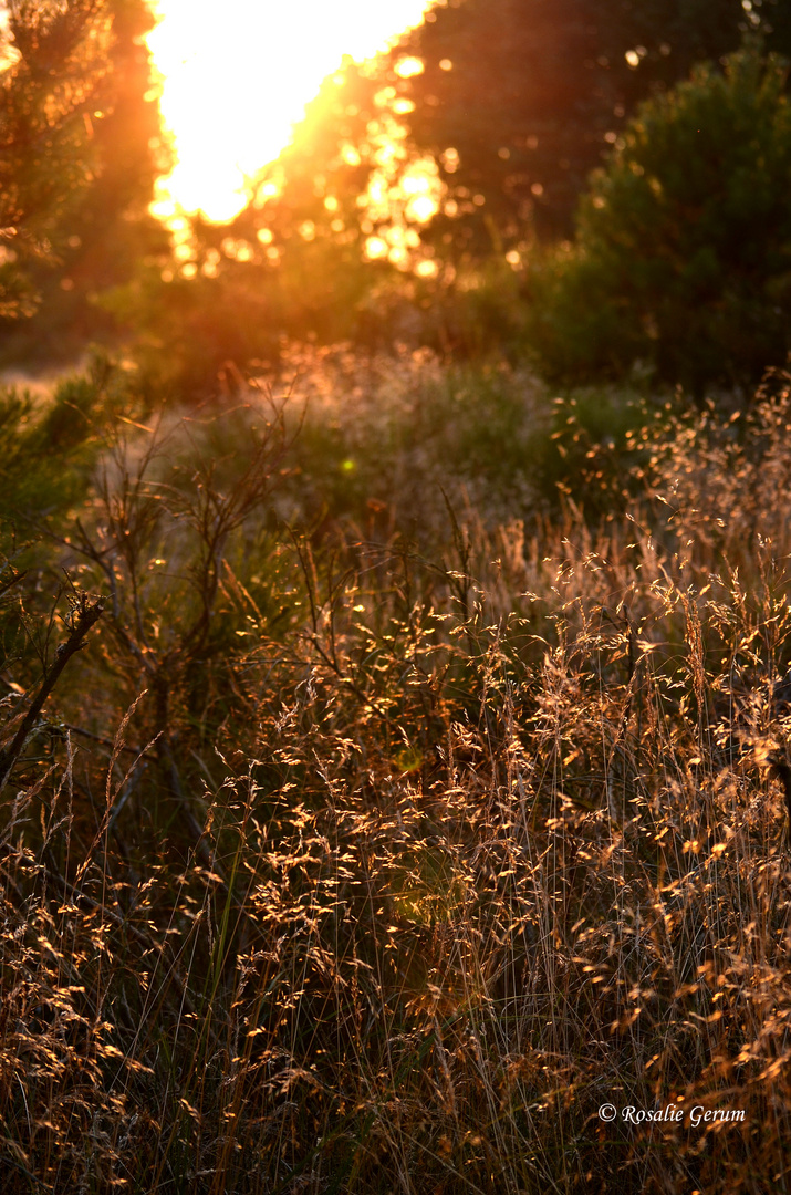 golden lights