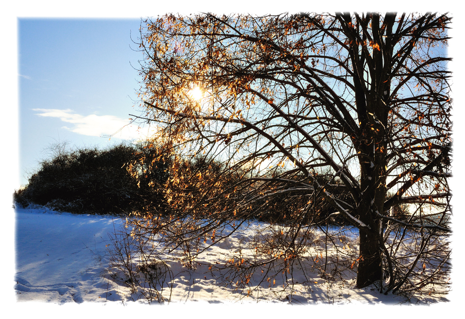 golden limetree light