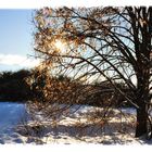 golden limetree light