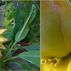 Golden-Lotus-Banane