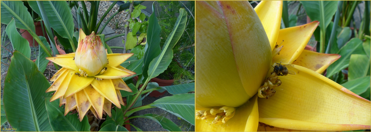 Golden-Lotus-Banane