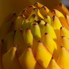 Golden Lotus Dwarf Banana Musella lasiocarpa