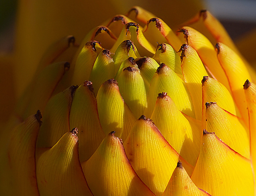 Golden Lotus Dwarf Banana Musella lasiocarpa