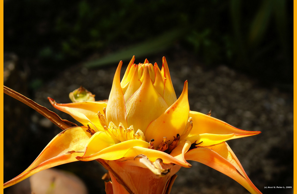 ...Golden Lotus...( Musella lasiocarpa)