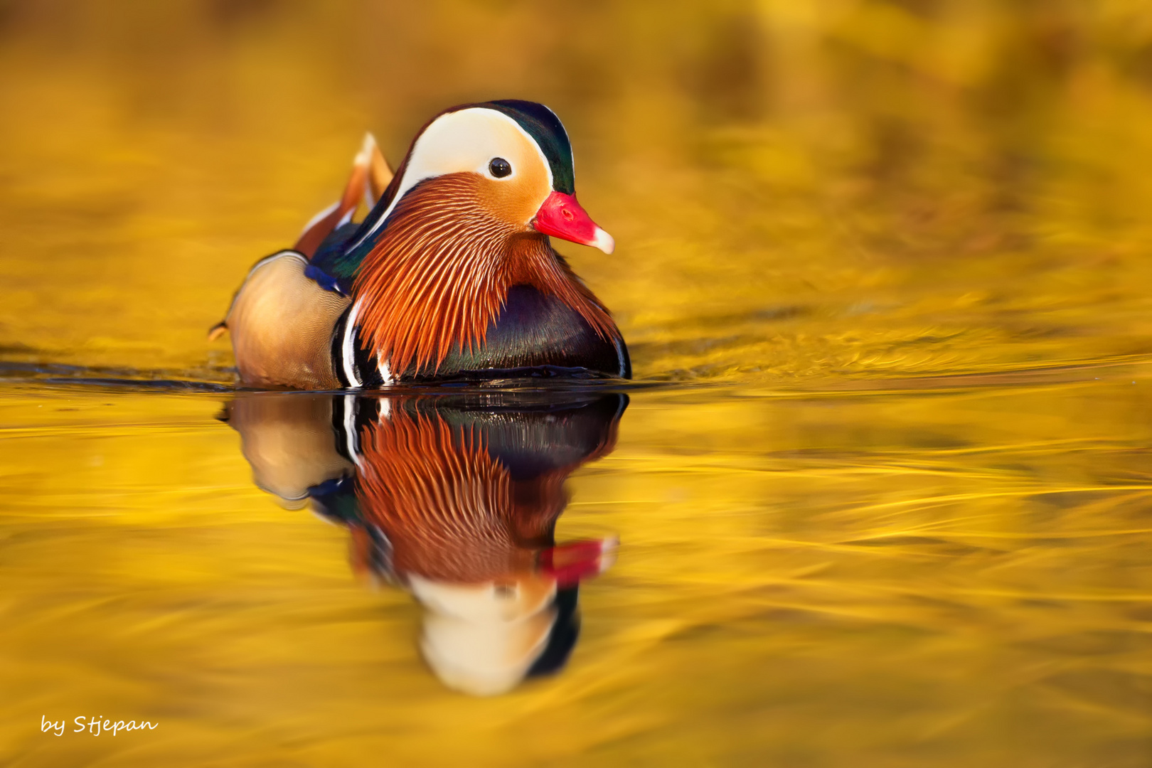 Golden Mandarin