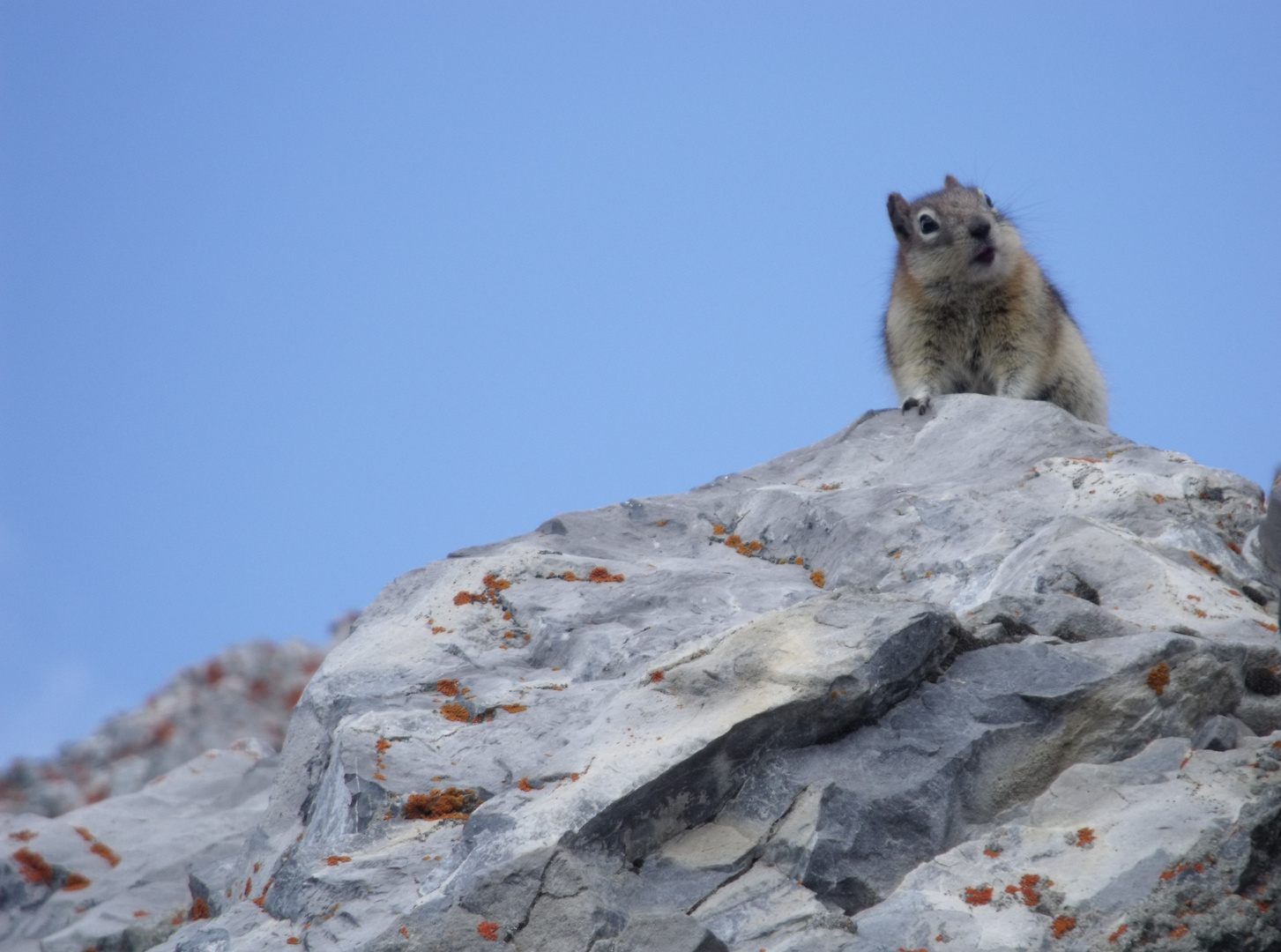 Golden-manteled ground squirrel