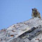 Golden-manteled ground squirrel