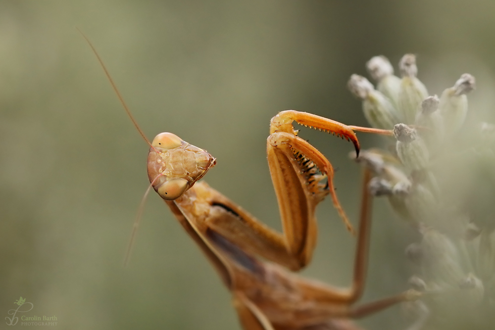 Golden Mantis