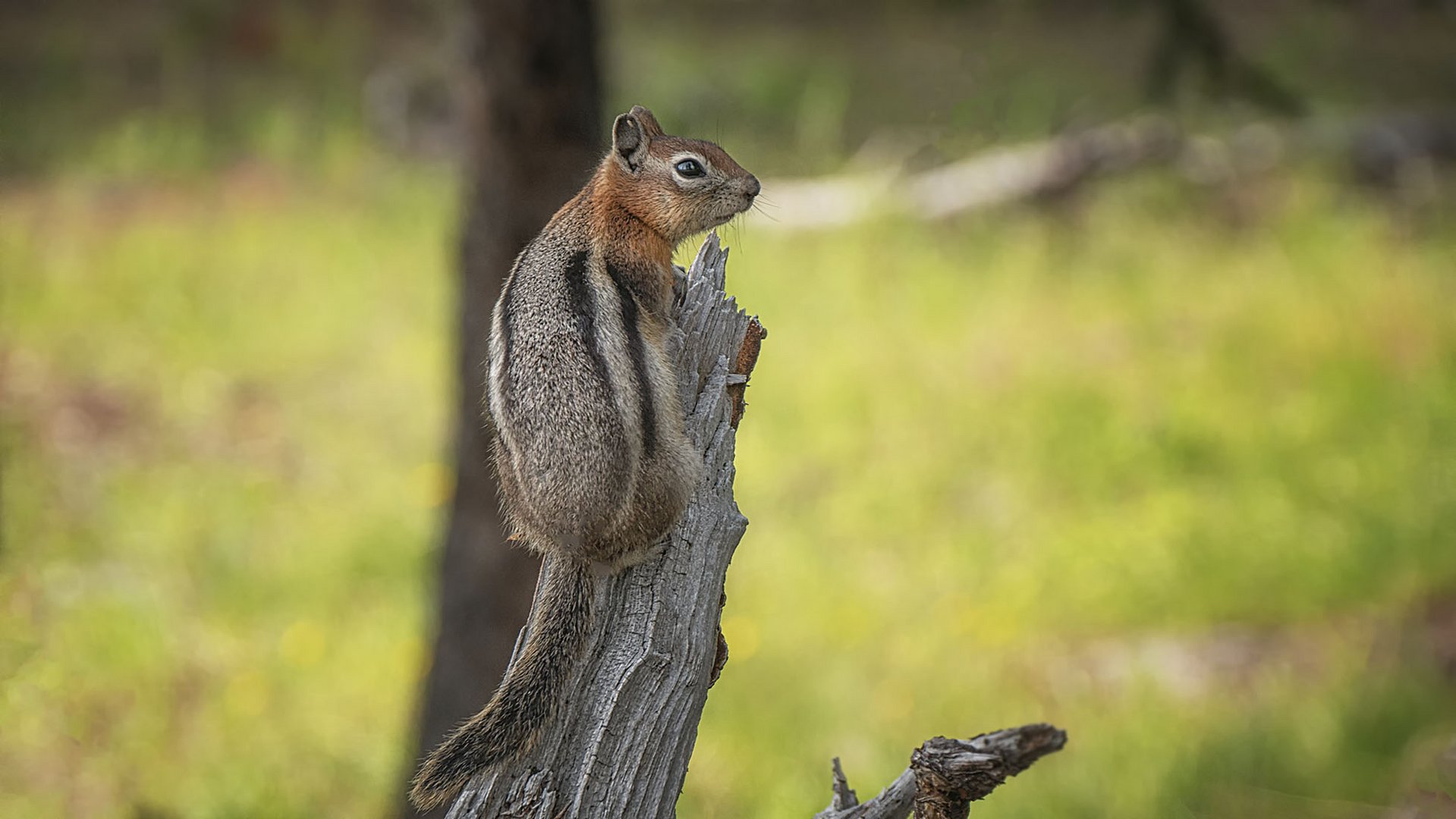 Golden-mantled Ground Squirrel