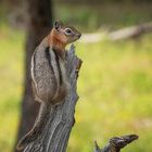 Golden-mantled Ground Squirrel