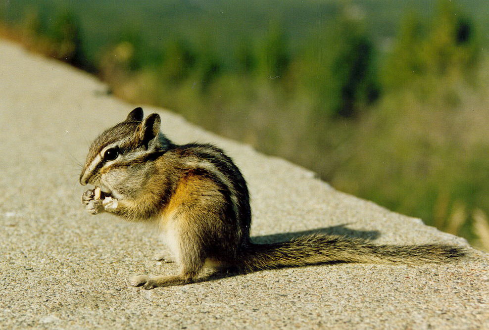 Golden mantled ground squirrel