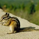 Golden mantled ground squirrel