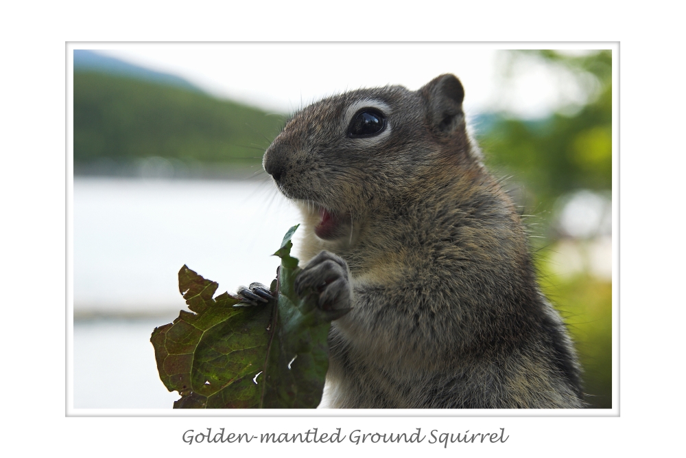 Golden-mantled Ground Squirrel