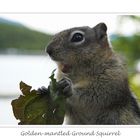 Golden-mantled Ground Squirrel