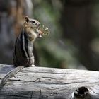 Golden-Mantled Ground Squirrel