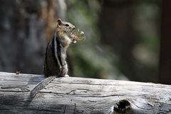 Golden-Mantled Ground Squirrel