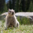 Golden Mantled Ground Squirrel