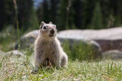 Golden Mantled Ground Squirrel