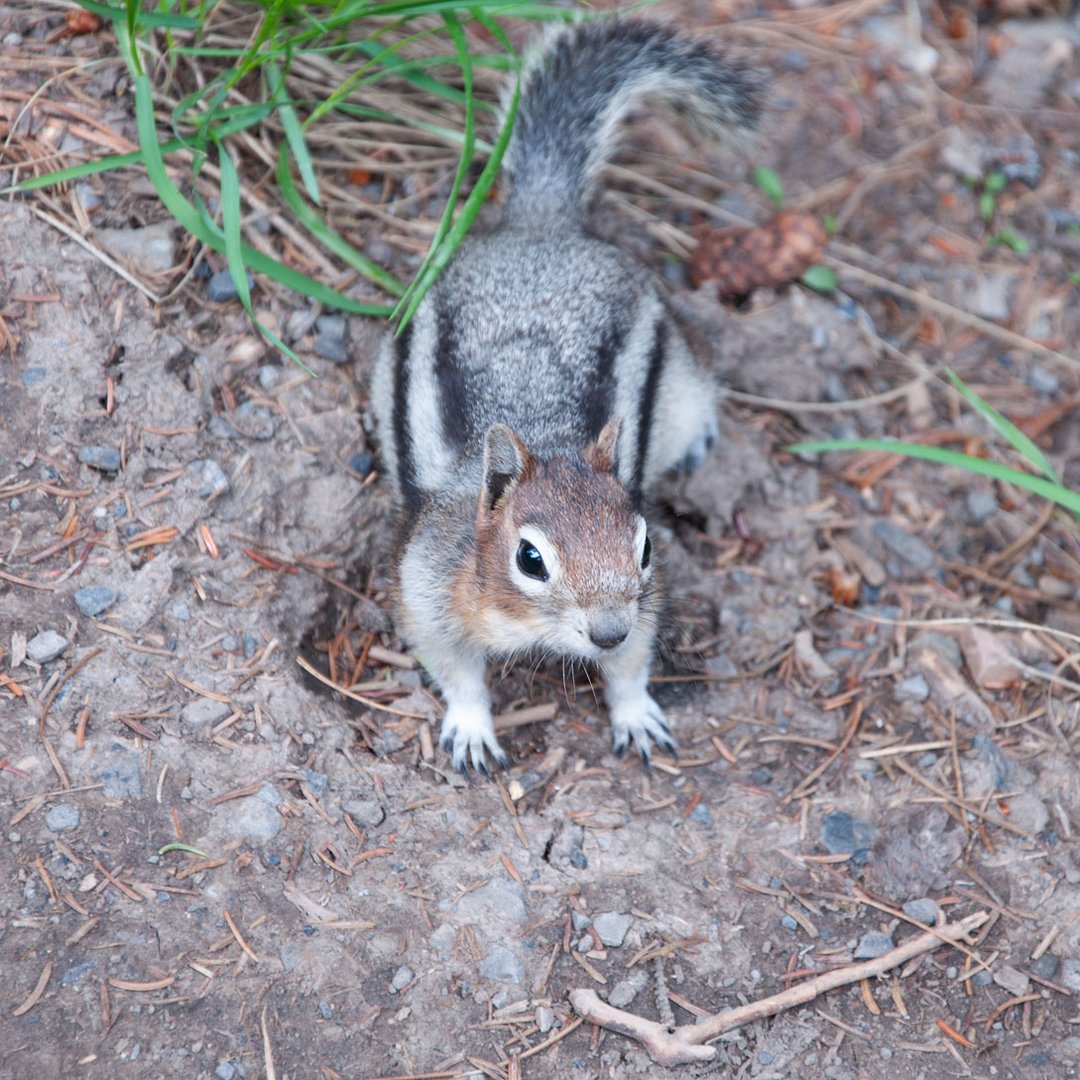 Golden-mantled Ground Squirrel (Callospermophilus lateralis)