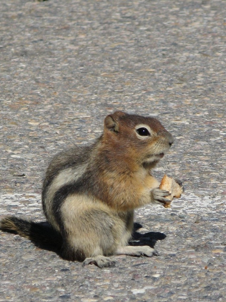 Golden-mantled Ground Squirrel