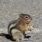 Golden-mantled Ground Squirrel