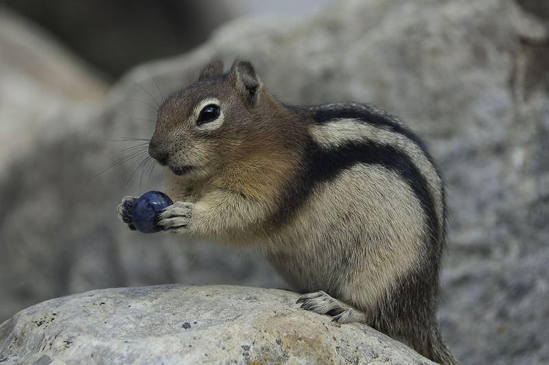 Golden-mantled Ground Squirrel eating a blueberry