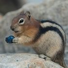 Golden-mantled Ground Squirrel eating a blueberry