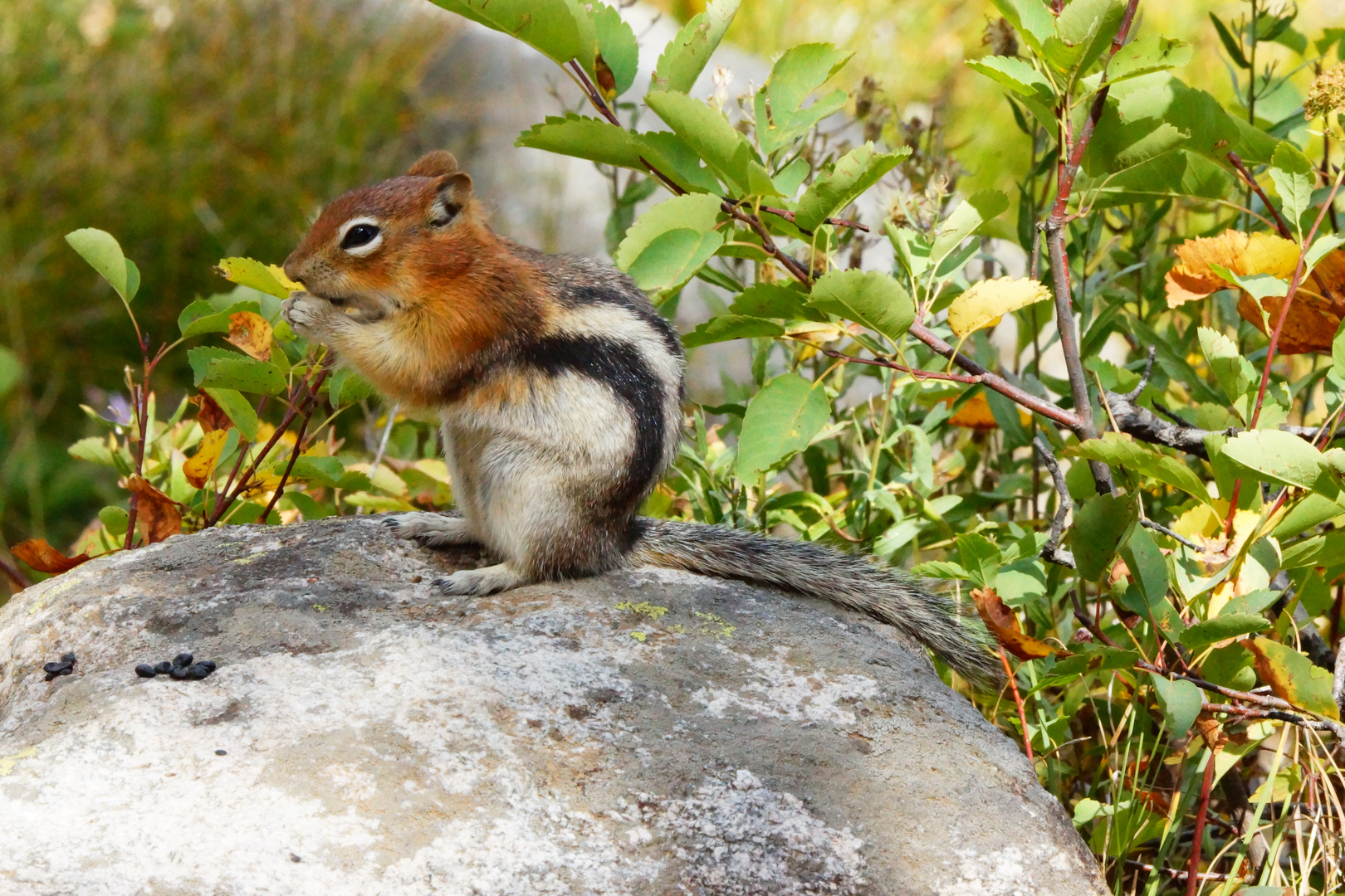 Golden-mantled Ground Squirrel - Goldmantelziesel - Spermophilus lateralis (Grant Teton NP)