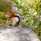 Golden-mantled Ground Squirrel - Goldmantelziesel - Spermophilus lateralis (Grant Teton NP)