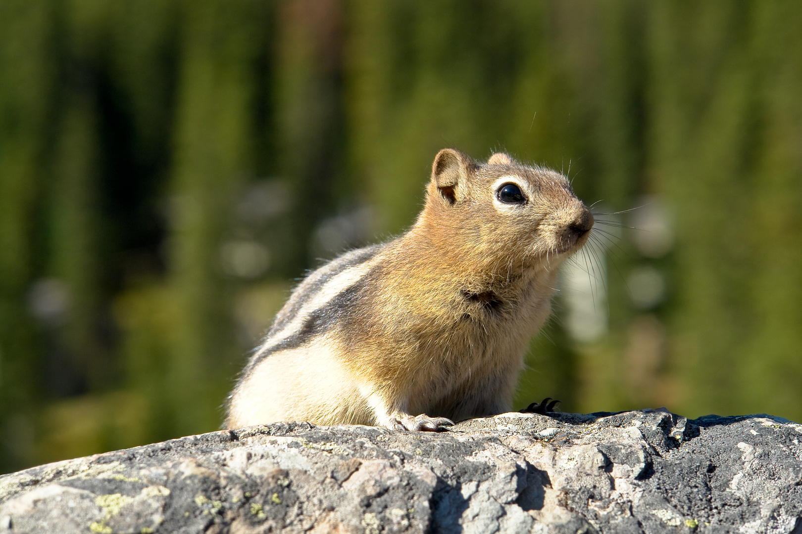 Golden-mantled Ground Squirrel (Spermophilus lateralis) 2