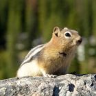 Golden-mantled Ground Squirrel (Spermophilus lateralis) 2