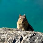 Golden-mantled Ground Squirrel (Spermophilus lateralis)