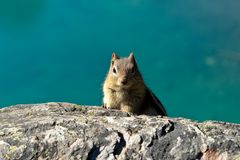 Golden-mantled Ground Squirrel (Spermophilus lateralis)