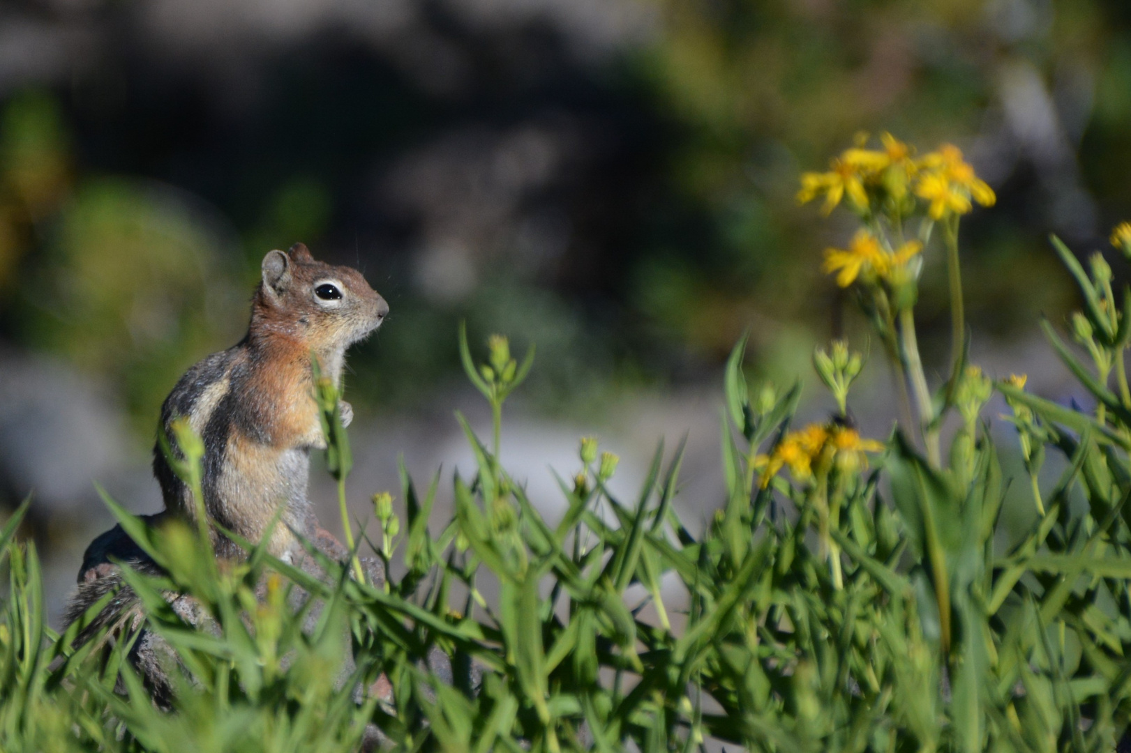 Golden-mantled ground Squirrel - Yellowstone NP