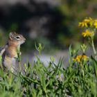 Golden-mantled ground Squirrel - Yellowstone NP