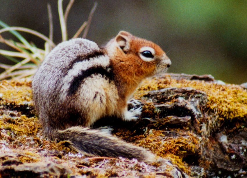 Golden-mantled Squirrel