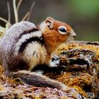 Golden-mantled Squirrel