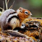 Golden-mantled Squirrel