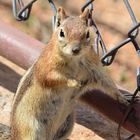 Golden-mantled Squirrel zu deutsch Goldgestreiftes Backenhörnchen