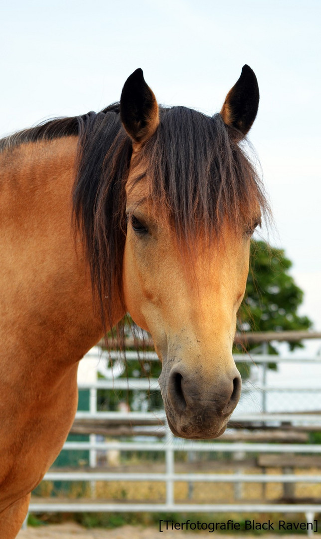 Golden Mare