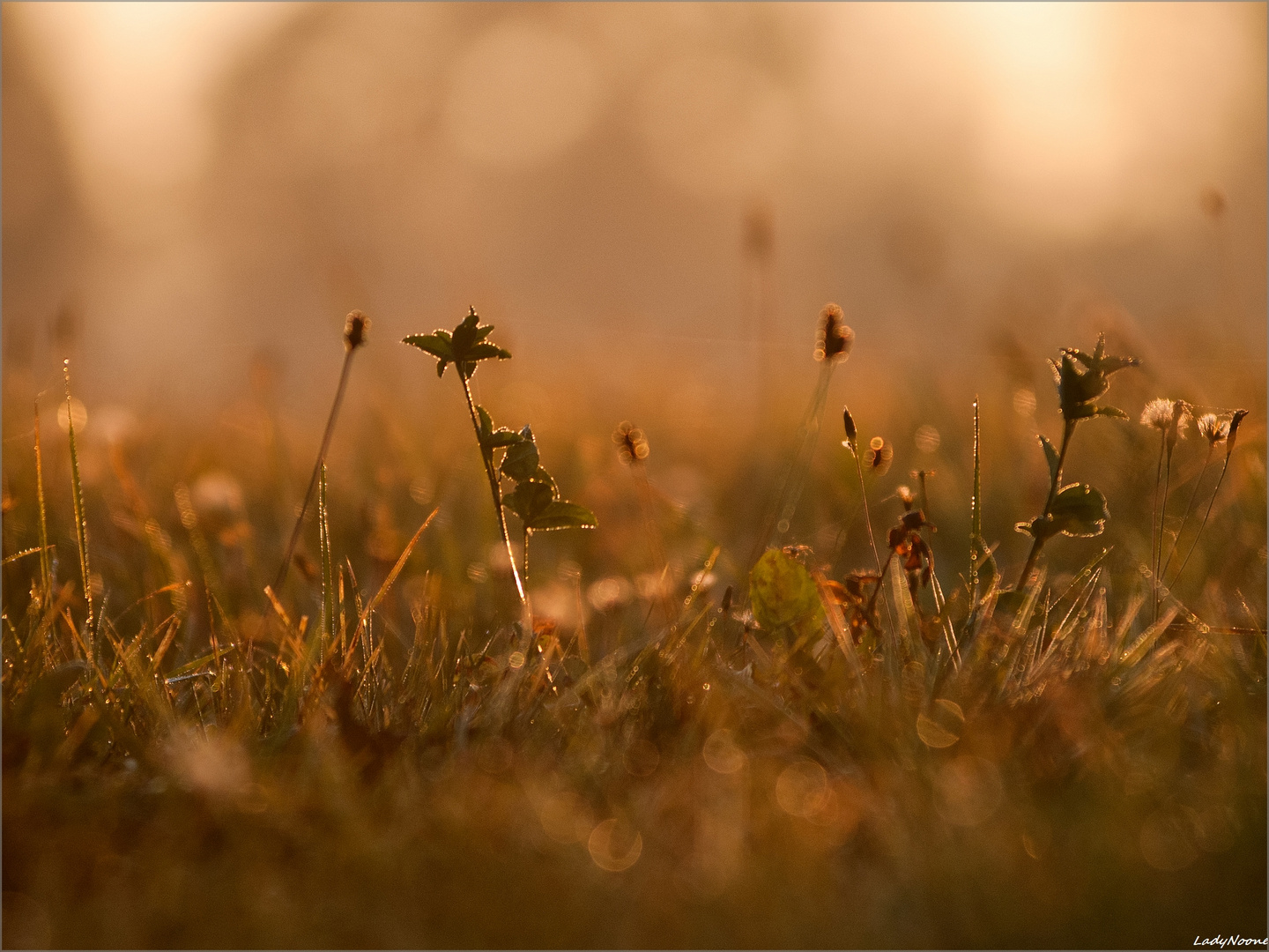 Golden meadow