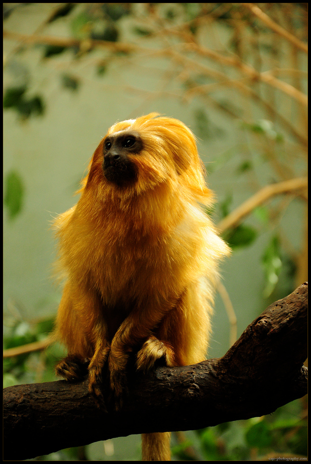 Golden Monkey