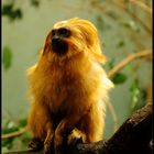 Golden Monkey