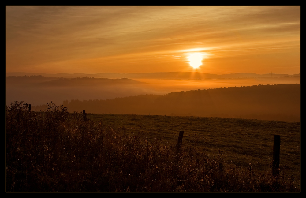 Golden Morning