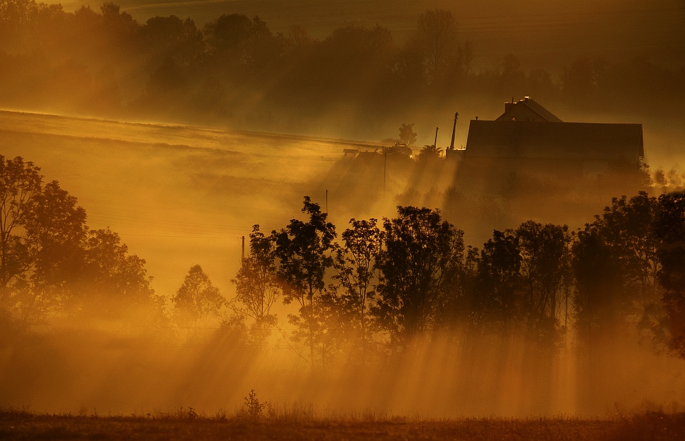 golden morning